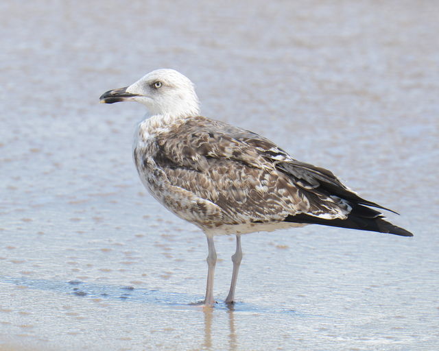 Lesser Black-backed Gull