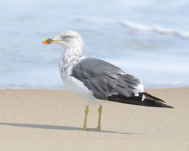 Lesser Black-backed Gull