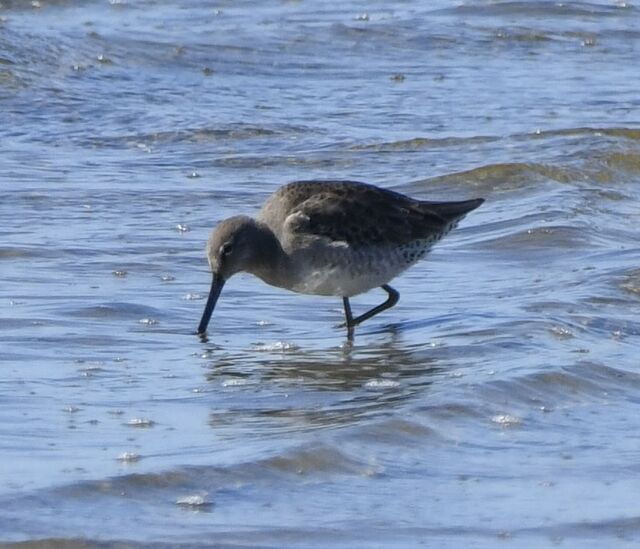 Long-billed Dowitcher