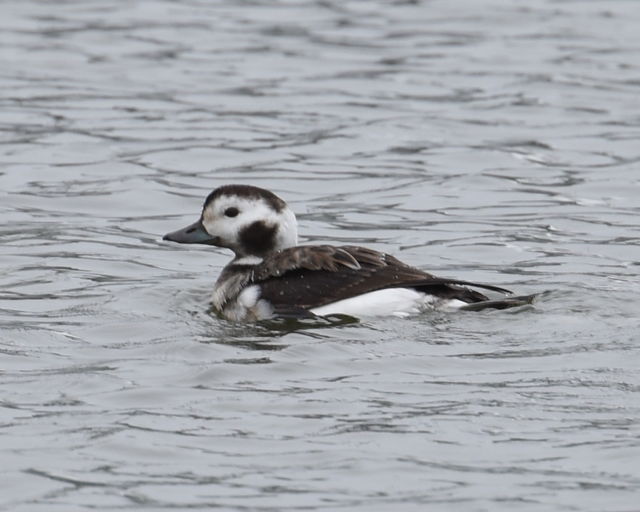 Long-tailed Duck