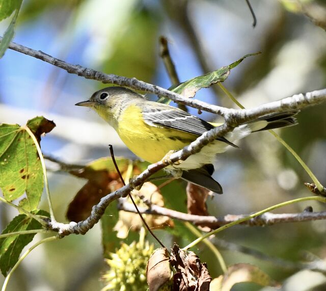 Magnolia Warbler