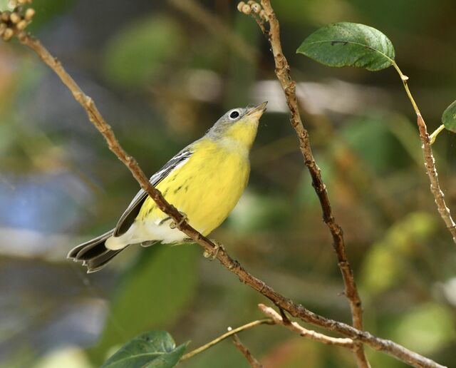 Magnolia Warbler