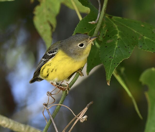 Magnolia Warbler