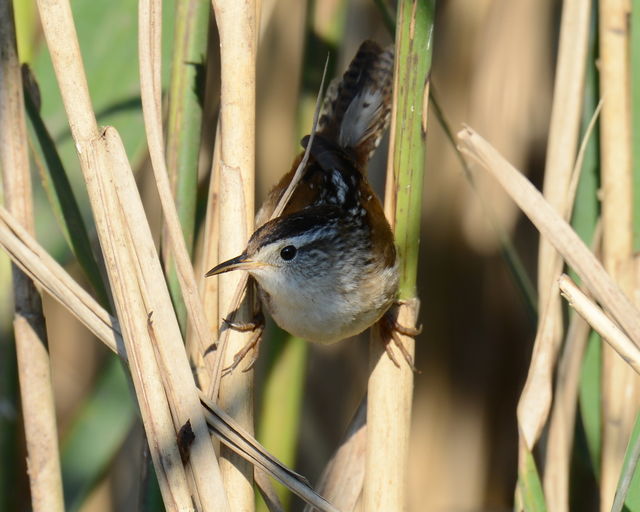 Marsh Wren