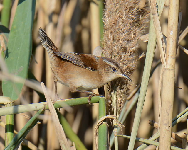 Marsh Wren