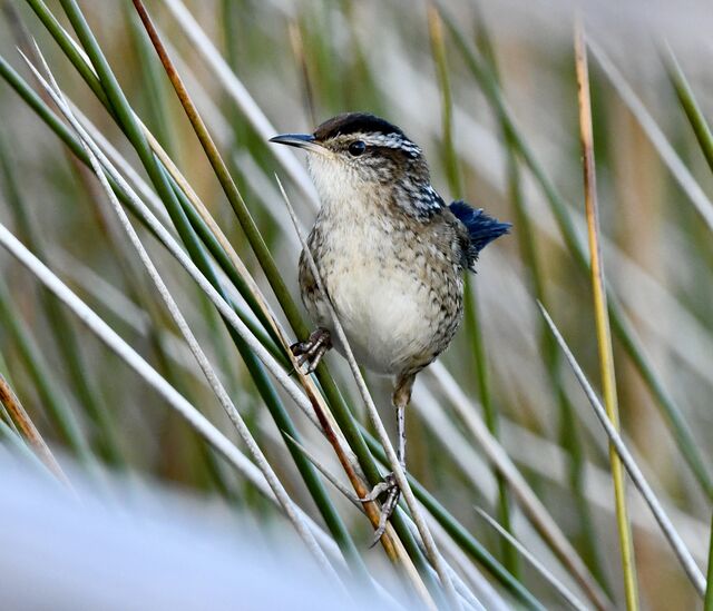 Marsh Wren