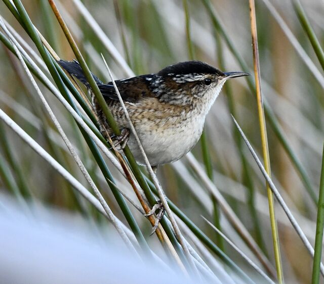 Marsh Wren