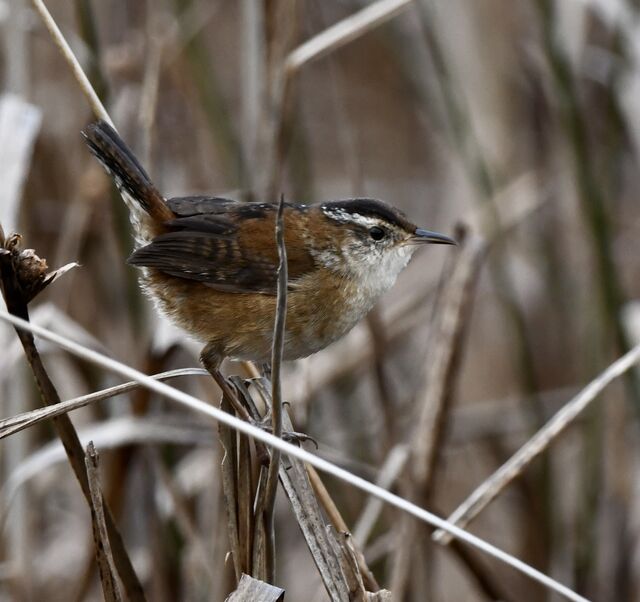 Marsh Wren
