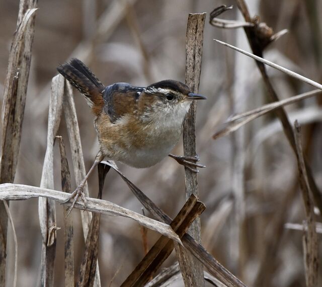 Marsh Wren