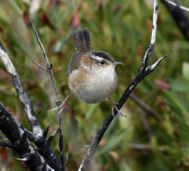 Marsh Wren