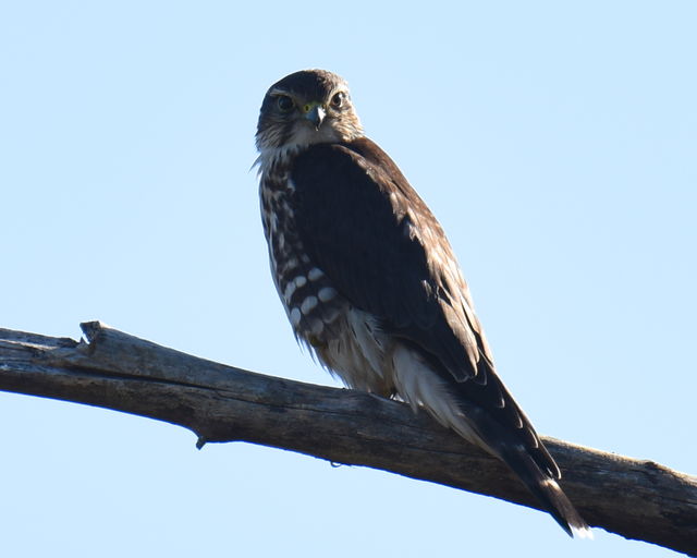 Merlin