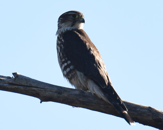 Merlin