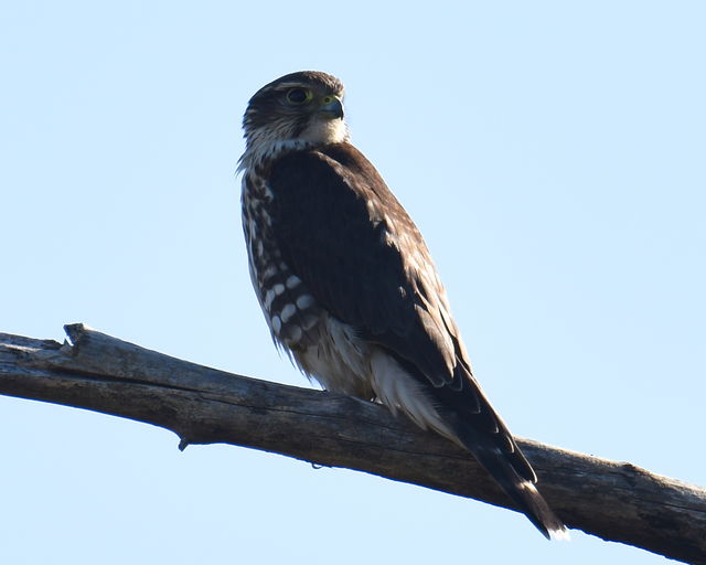 Merlin