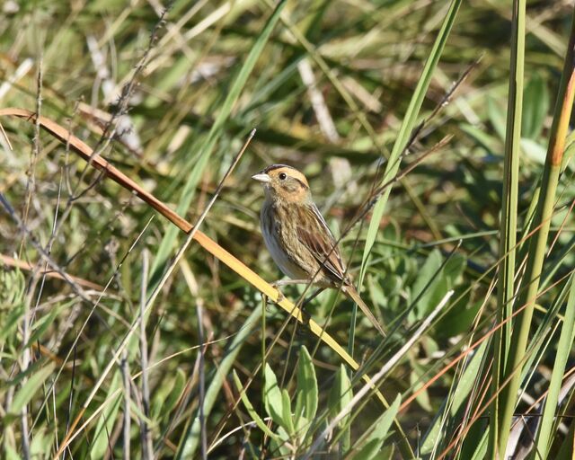 Nelson's Sparrow
