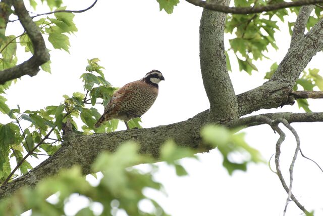 Northern Bobwhite