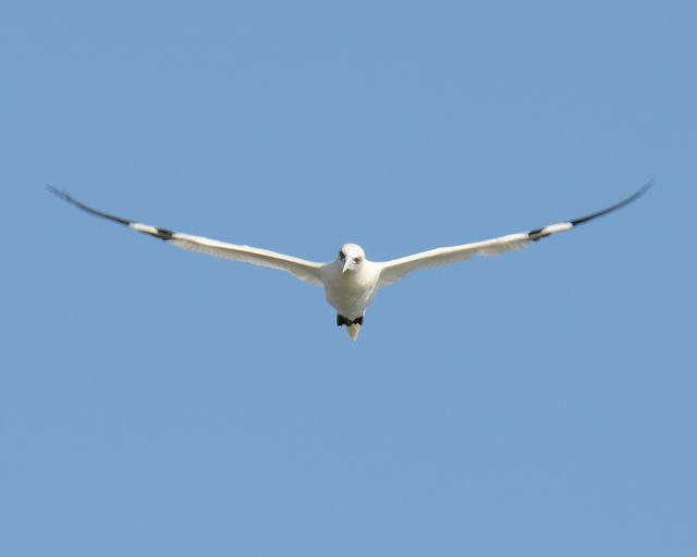 Northern Gannet