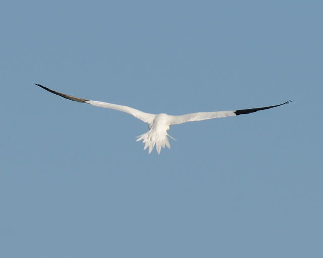 Northern Gannet