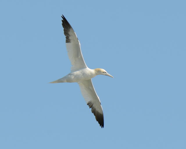 Northern Gannet