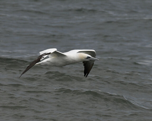 Northern Gannet