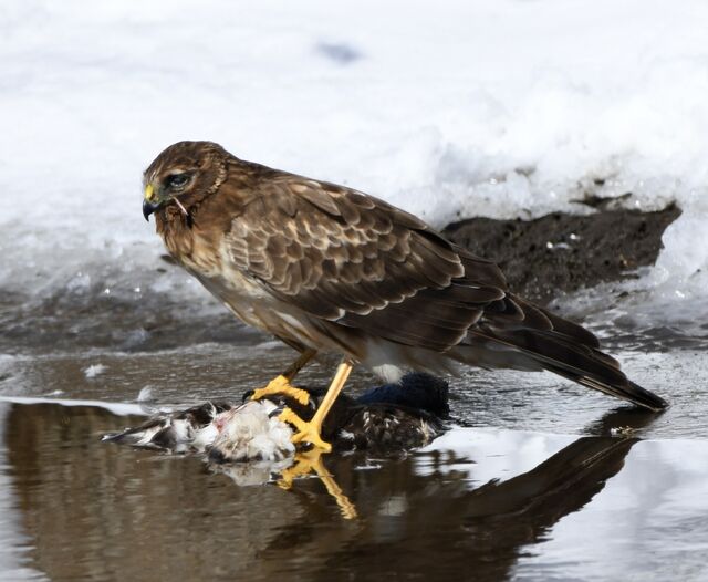 Northern Harrier