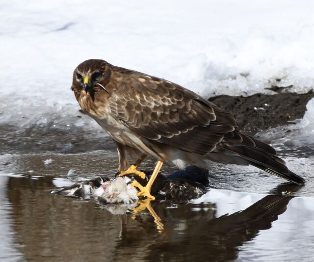 Northern Harrier