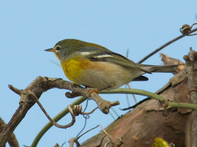 Northern Parula