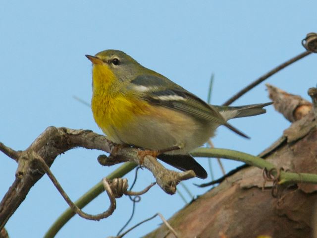 Northern Parula