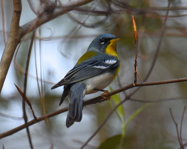 Northern Parula
