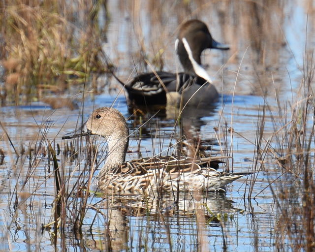 Northern Pintail
