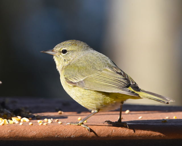 Orange-crowned Warbler