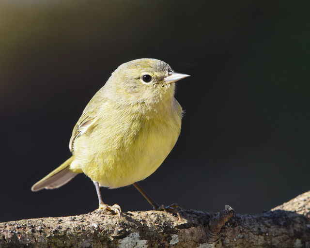 Orange-crowned Warbler
