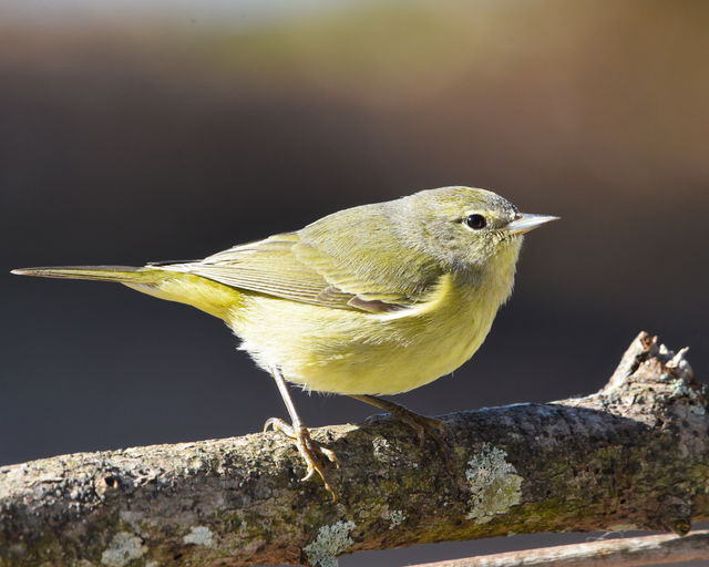 Orange-crowned Warbler