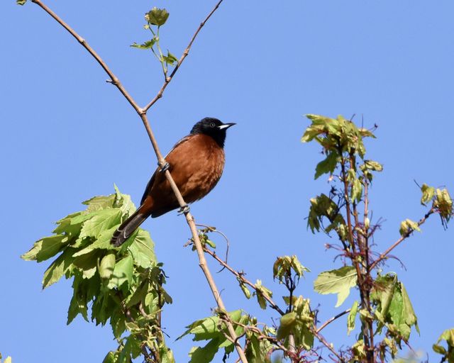 Orchard Oriole