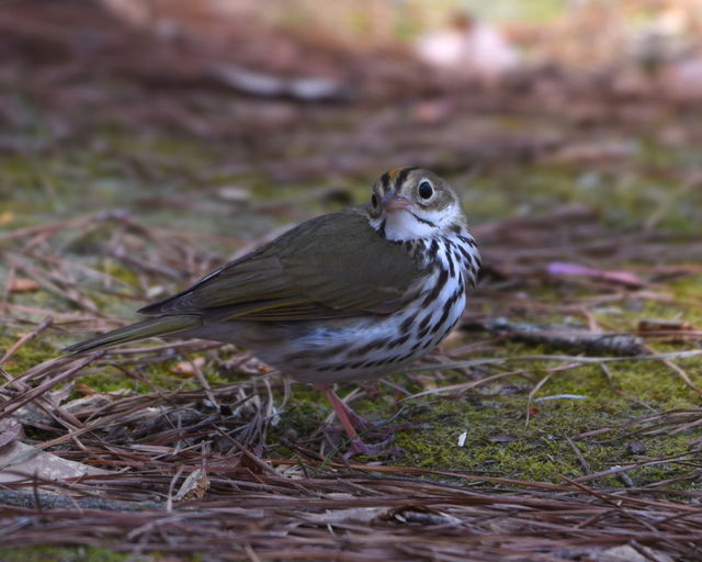 Ovenbird