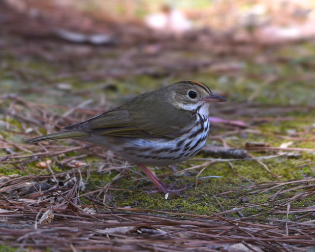 Ovenbird