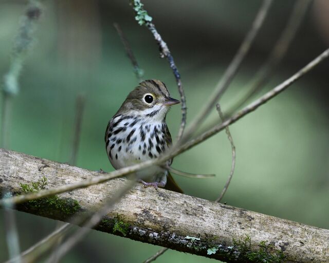 Ovenbird