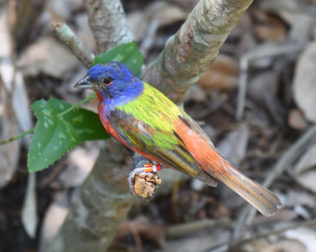 Painted Bunting