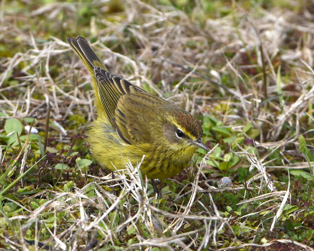 Palm Warbler