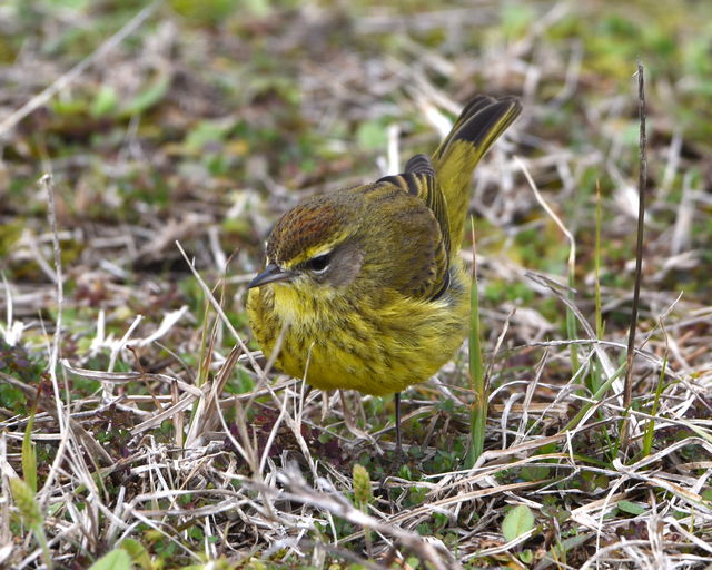 Palm Warbler