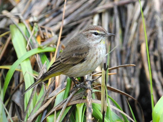 Palm Warbler
