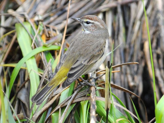 Palm Warbler