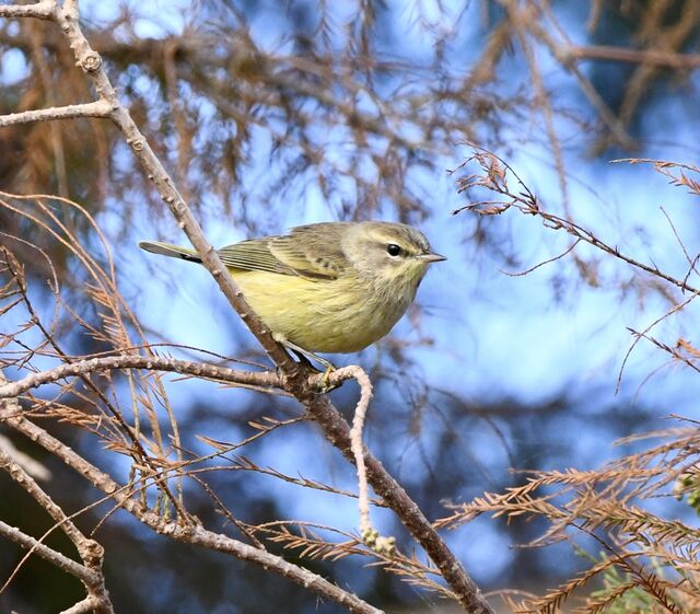 Palm Warbler