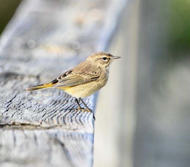 Palm Warbler