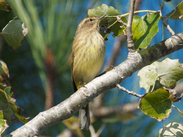 Palm Warblers