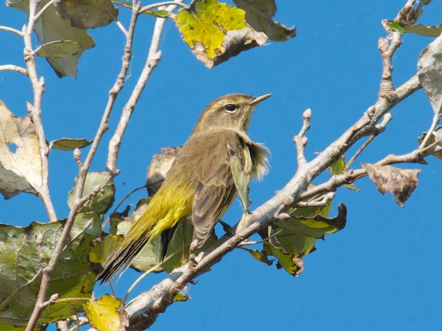 Palm Warblers
