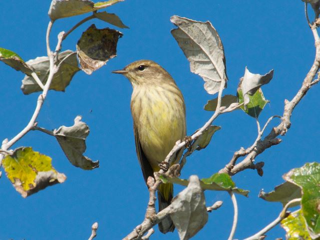 Palm Warblers