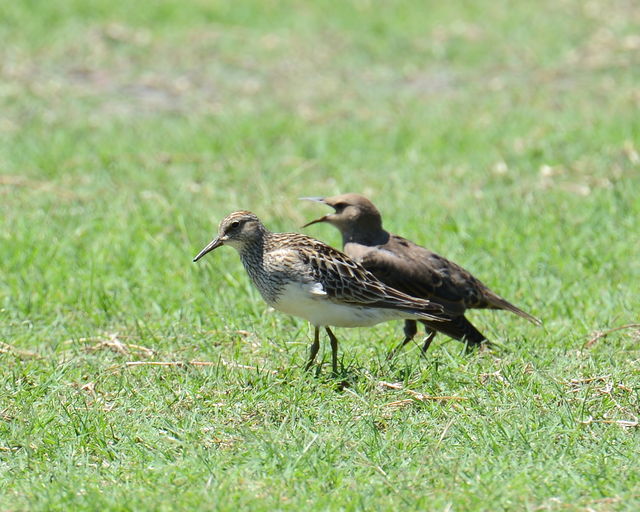 Pectoral Sandpiper