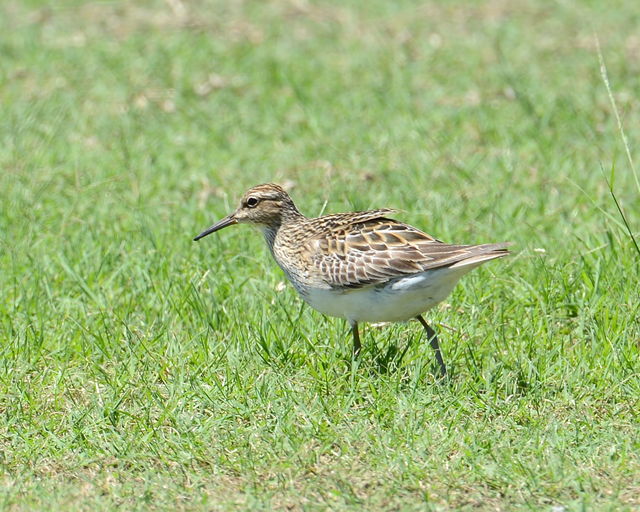 Pectoral Sandpiper