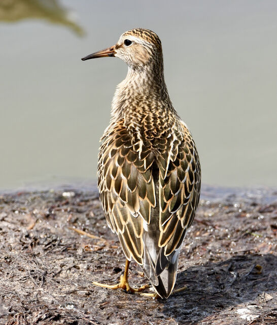 Pectoral Sandpiper