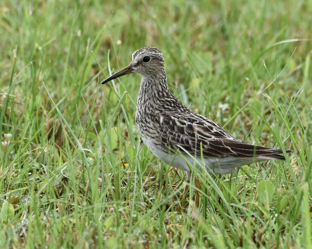 Pectoral Sandpiper